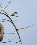 Belted Kingfisher 9494